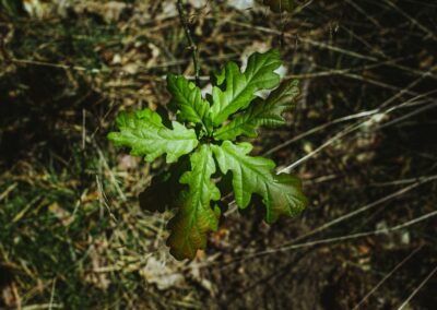 green leafed plant
