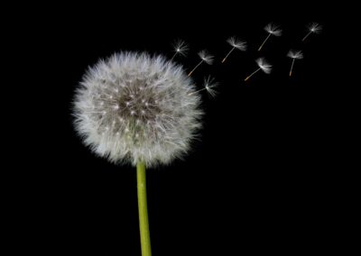 white dandelion